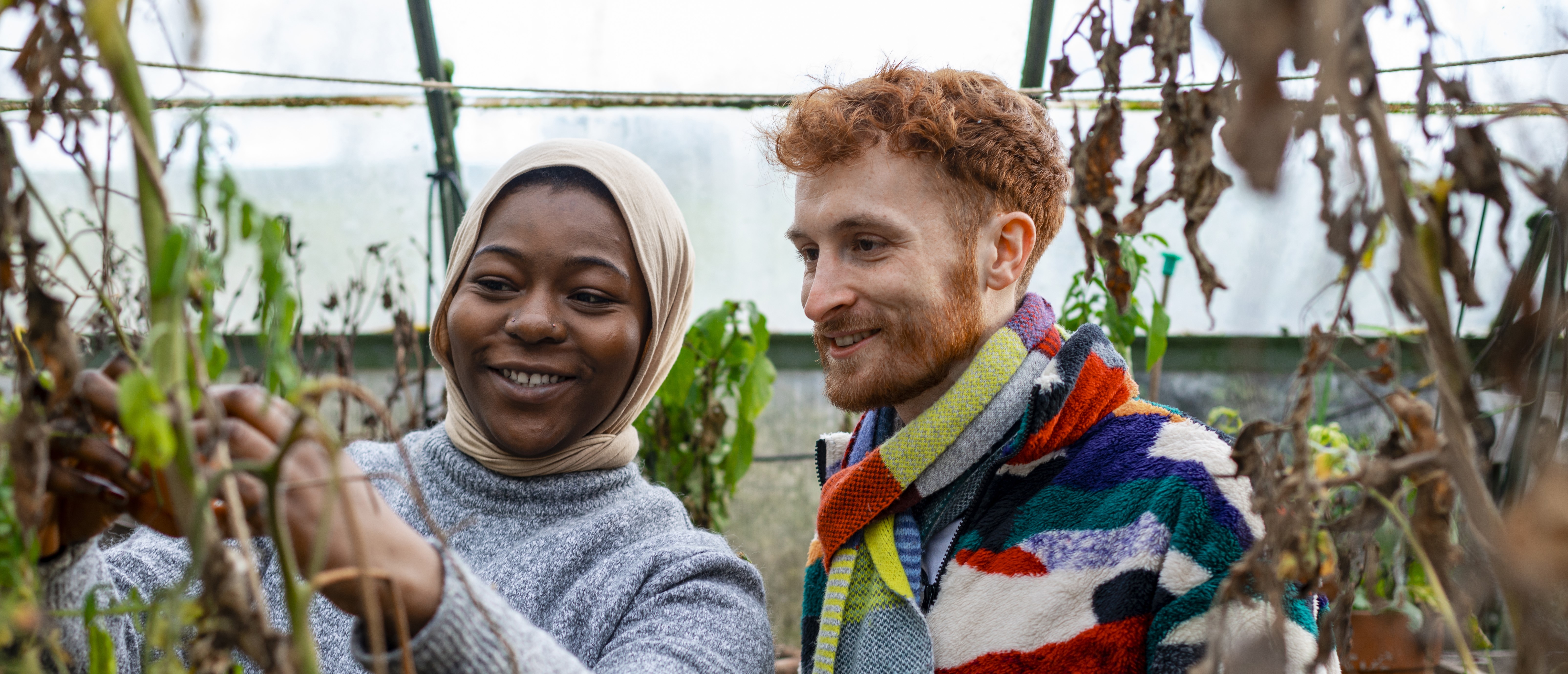 A woman and man harvesting tomatoes in a community garden