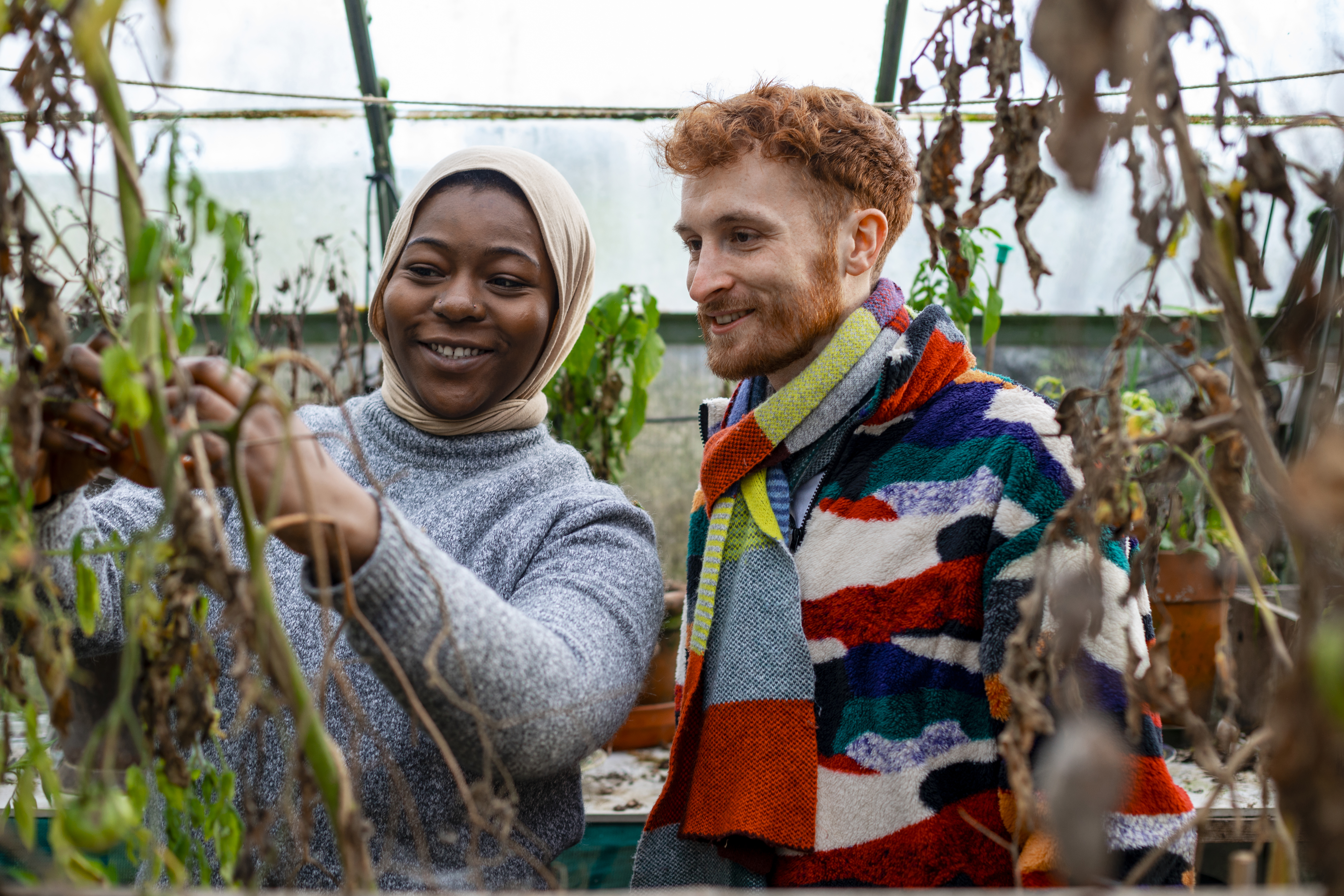 A woman and man harvesting tomatoes in a community garden