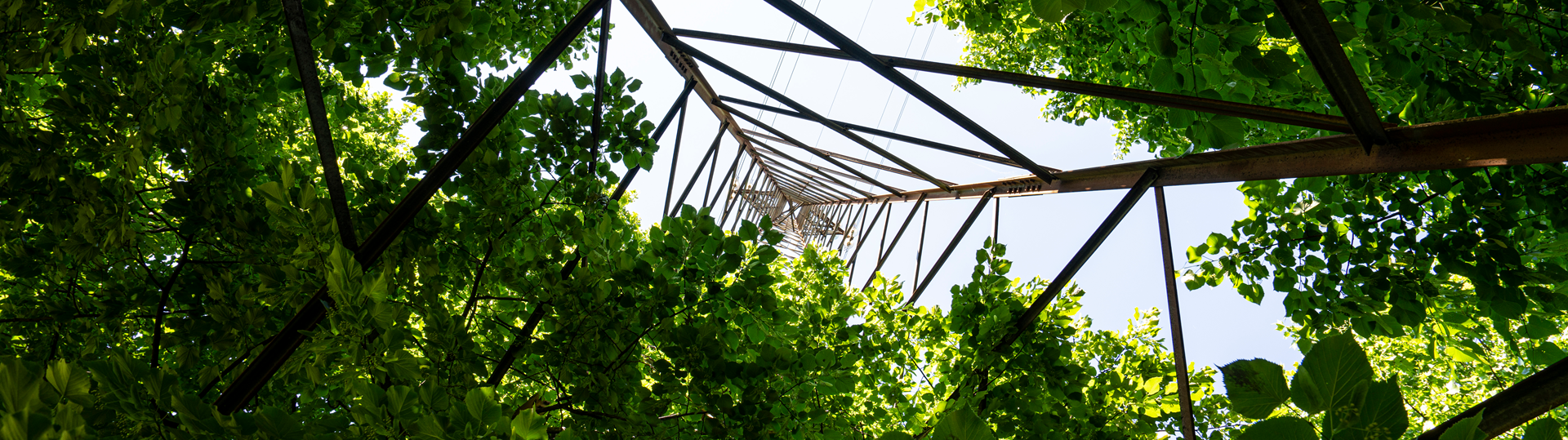 Looking through trees up to a electricity pylon