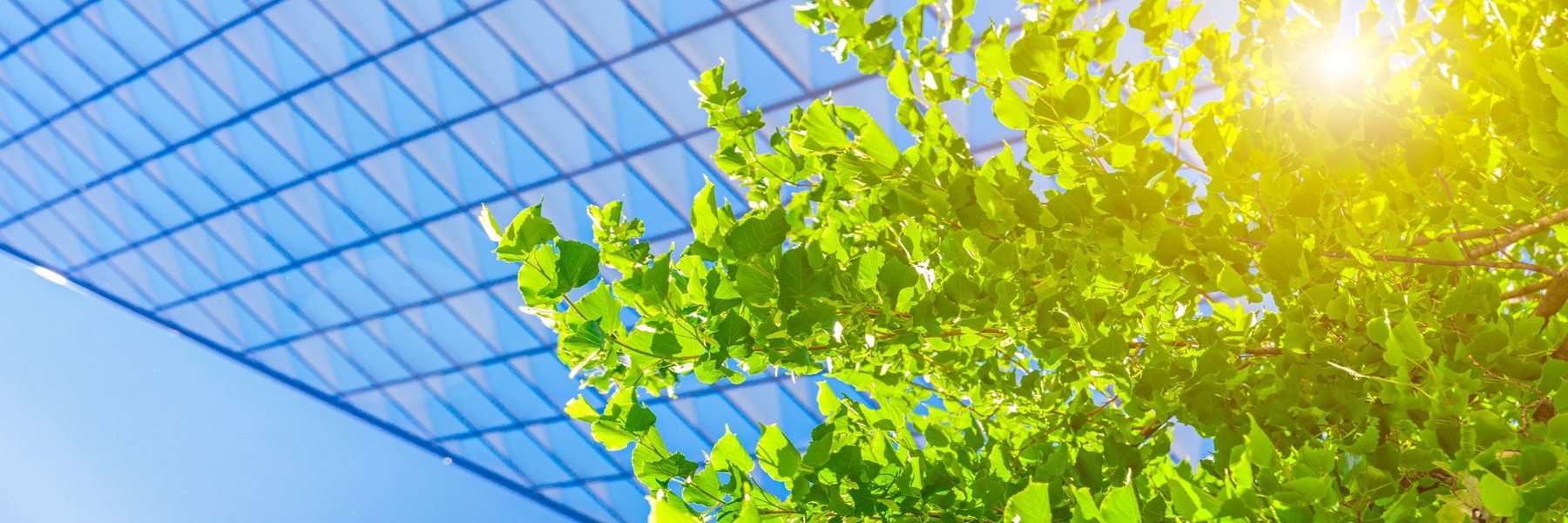 A close up of leaves and branches under a glass-panelled roof