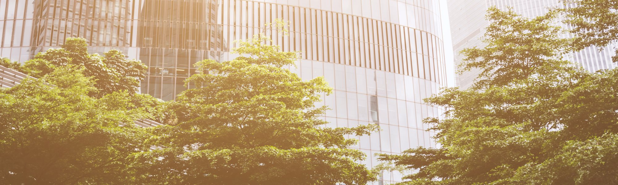 Three trees in front of large modern glass faced buildings