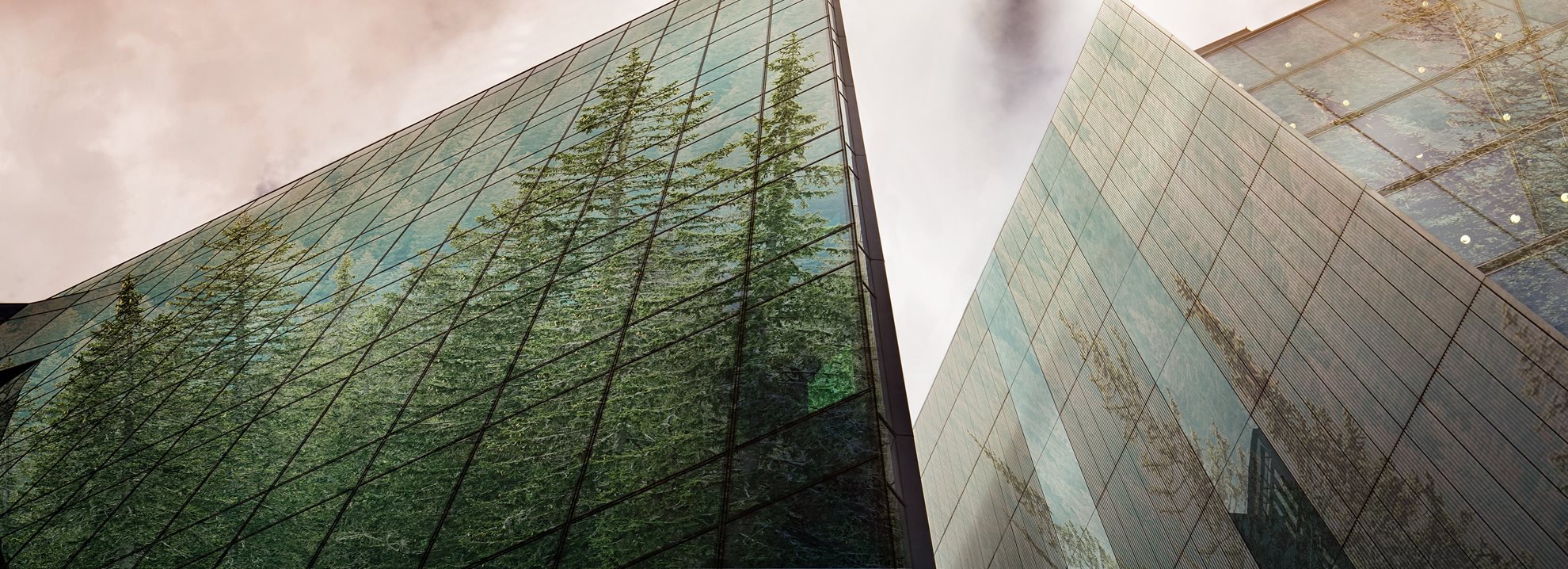 Trees reflected in modern glass-fronted buildings